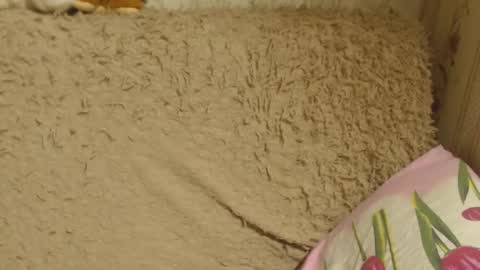 say meow and send tip  online show from 12-18-24, 06:14