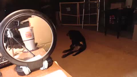 cat online show from 09-11-25, 06:30