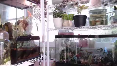 Snapshot of constantcumquest chatting on 10-06-25, 04:37 ANR Mommy online show from 10-06-25, 04:37