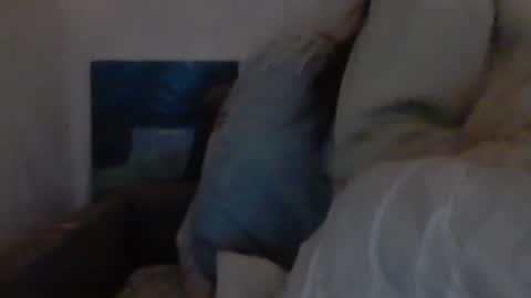 Snapshot of cutekattie chatting on 12-18-24, 09:36 cutekattie online show from 12-18-24, 09:36