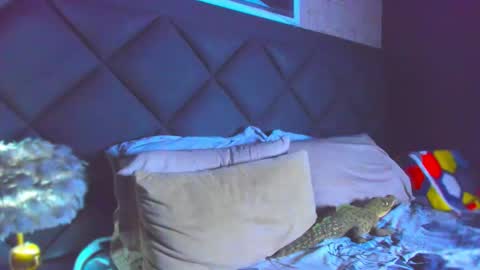 Dany online show from 11-28-25, 04:42