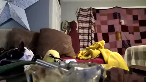 Snapshot of daryltasha8191 chatting on 01-20-25, 06:10 daryltasha8191 online show from 01-20-25, 06:10