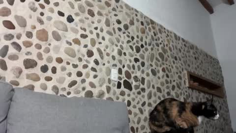 David online show from 10-01-25, 03:45