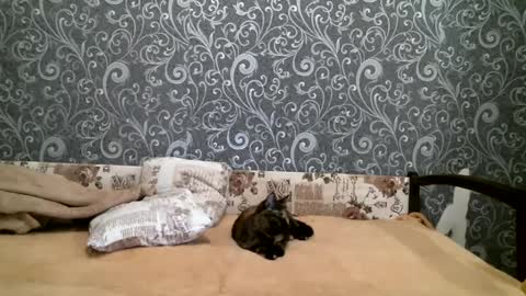 DennisXCarol online show from 02-23-25, 04:24