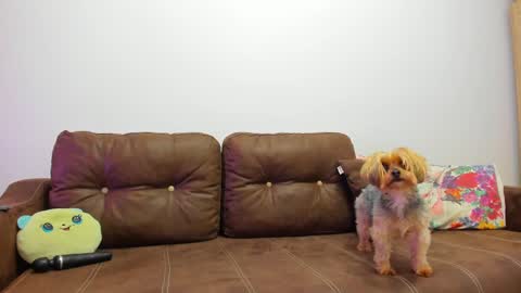 Misha online show from 02-20-25, 09:33