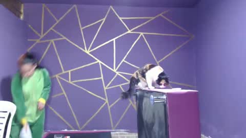 diana online show from 01-12-25, 08:14