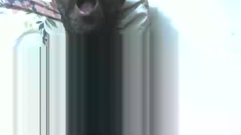 dick rus online show from 01-09-26, 05:37