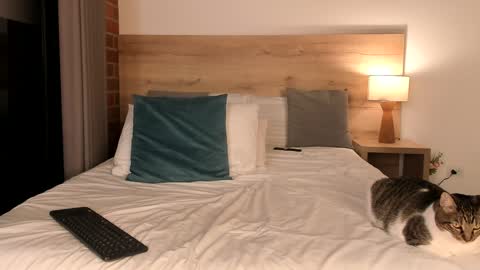 Snapshot of dilarahkessh chatting on 01-23-25, 10:32 Dilarahkesh online show from 01-23-25, 10:32