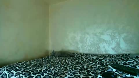 Snapshot of edavanessa7 chatting on 11-20-25, 05:23 Nomyx OF check online show from 11-20-25, 05:23