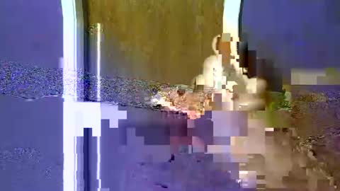 flex480 online show from 02-17-26, 01:24