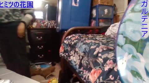 Gardenia online show from 12-24-24, 07:49