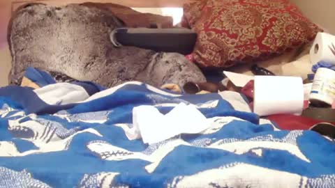 Juicy Booty online show from 02-01-25, 03:07