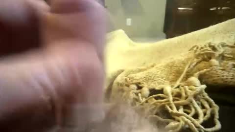 happygerman68 online show from 11-11-25, 02:00