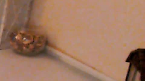 Snapshot of heaven_chloe chatting on 02-04-25, 05:23 Heaven girl online show from 02-04-25, 05:23