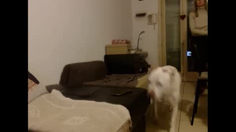 Hornyssima online show from 01-12-25, 05:01