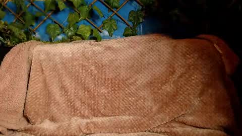 Snapshot of hustle6930 chatting on 12-14-24, 04:45 Kayla online show from 12-14-24, 04:45