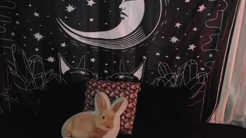 Snapshot of isabella__dark chatting on 01-07-25, 10:41    online show from 01-07-25, 10:41