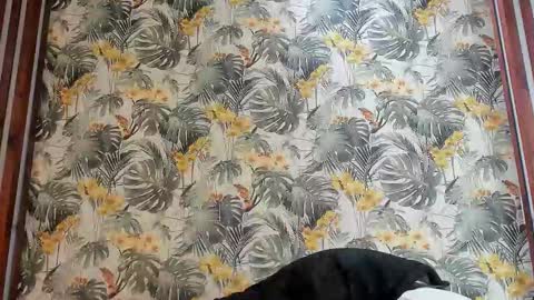 Italo Moore online show from 09-25-25, 11:03