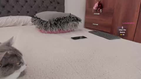 Will online show from 11-20-25, 06:07