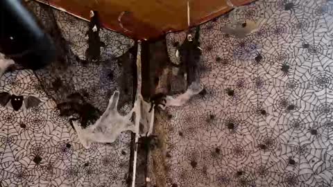 Julietta Jackson online show from 10-07-25, 09:45