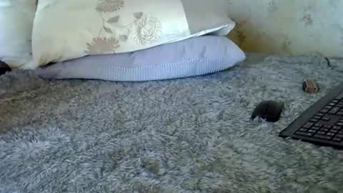 k5661 online show from 12-20-25, 11:06