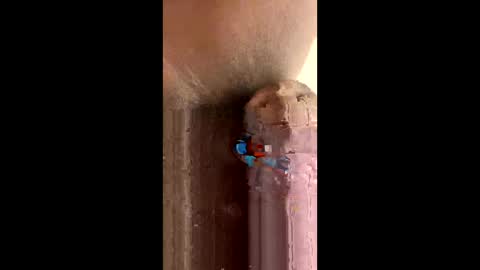 Snapshot of kenya803 chatting on 10-23-25, 11:20 kenya803 online show from 10-23-25, 11:20