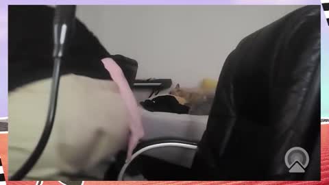 Snapshot of kittykay86 chatting on 12-16-25, 09:36 Bella Blue BBW online show from 12-16-25, 09:36