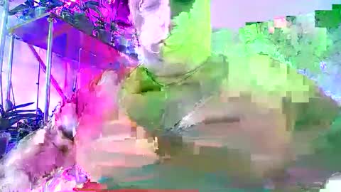 Lady Gloria online show from 11-30-25, 06:39