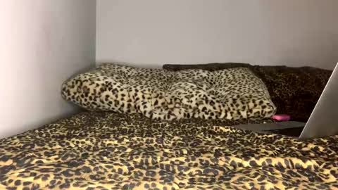 Snapshot of laycee69 chatting on 09-18-25, 04:14 Laycee Layne online show from 09-18-25, 04:14