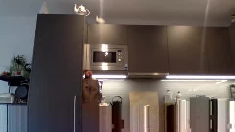 Lupine online show from 12-12-24, 10:56