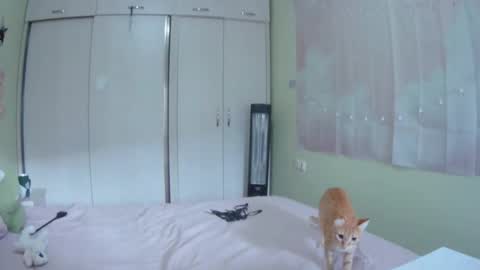 Snapshot of lynncottingham chatting on 10-10-25, 10:36 Kira online show from 10-10-25, 10:36