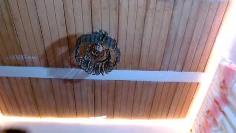 Snapshot of maidi_hot chatting on 02-22-25, 12:08 Bella Maidi online show from 02-22-25, 12:08