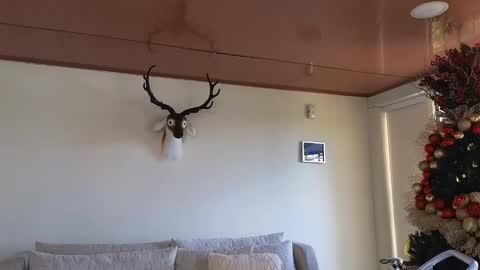 Sebastian online show from 12-08-24, 07:22