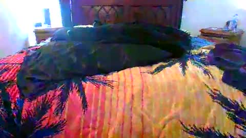 Max online show from 02-17-26, 01:46