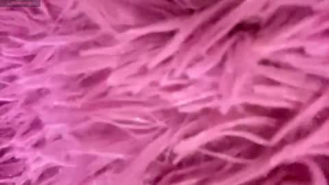 Amelia online show from 11-15-25, 03:52