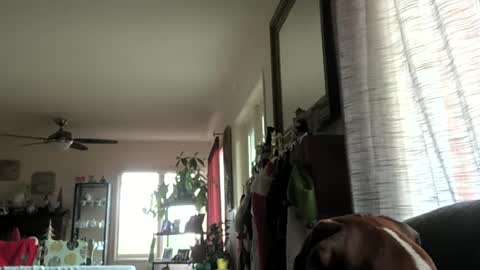 Snapshot of monkeedance chatting on 12-29-24, 10:25 Monkee Dance online show from 12-29-24, 10:25