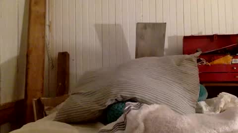 str8 dom alphaAsian Daddy type. sorry not bi or  curious but i dont judgediscrimenate. online show from 11-29-25, 07:00