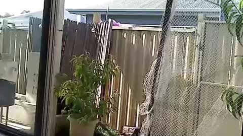 Snapshot of nekkminuttnekkminutt chatting on 12-03-24, 08:27 NECK online show from 12-03-24, 08:27