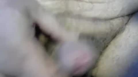 ogasmbyoral online show from 12-04-24, 12:47