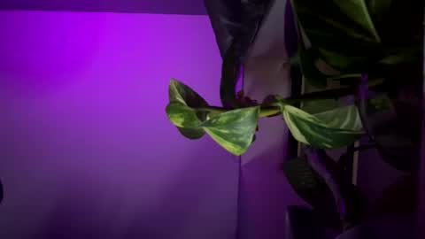 bbygtbckkk online show from 12-17-24, 04:34