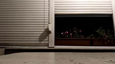 angel hris online show from 11-16-25, 04:23