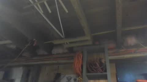 Snapshot of paulstetson chatting on 12-26-24, 03:53 paulstetson online show from 12-26-24, 03:53