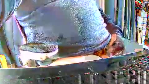 Snapshot of philache04 chatting on 12-15-25, 09:46 Gabu online show from 12-15-25, 09:46