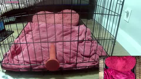 Snapshot of princessjuliaxo4 chatting on 02-03-26, 02:53 PrIncessJulia0X online show from 02-03-26, 02:53