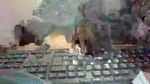 pup_y online show from 01-13-26, 07:08