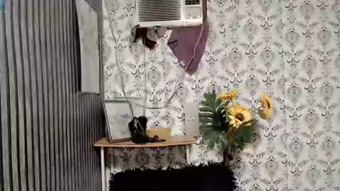 JOY online show from 09-10-25, 11:05