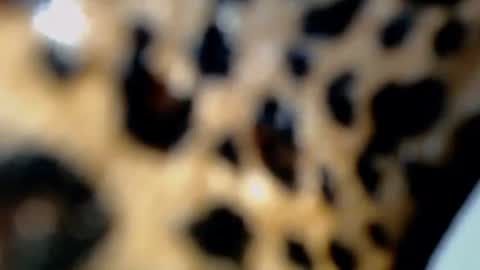 cindy online show from 02-04-26, 10:36