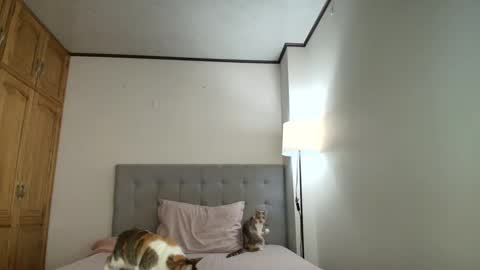 I am Rosa online show from 10-19-25, 08:31