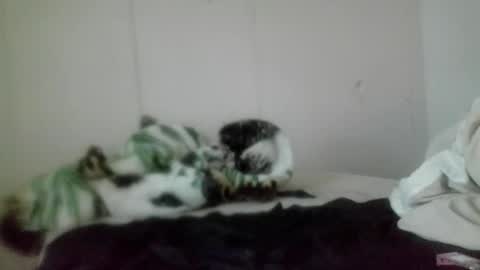 Snapshot of roxybcali chatting on 11-05-25, 07:36 Roxy and Brock online show from 11-05-25, 07:36