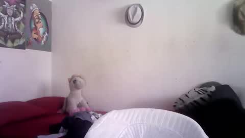 Snapshot of sammy_mcklain chatting on 03-01-26, 03:36 sammy_mcklain online show from 03-01-26, 03:36